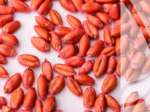 Zaprawy nasienne – jak prawidłowo je stosować?