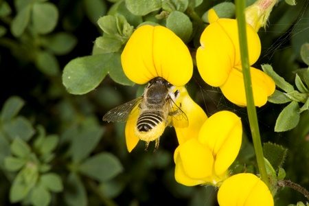 Operation Pollinator – Akcja na rzecz Owadów Zapylających – pożytki dla pszczół i ochrona bioróżnorodności