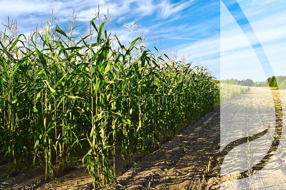 Jakie odmiany kukurydzy są najlepsze do wytwarzania kiszonki?