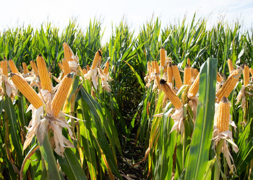 Kukurydza na ziarno - SY Glorius - FAO 240