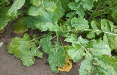 Stan plantacji z kolekcją odmian rzepaku ozimego