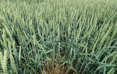 SY Landrich - tan plantacji pszenicy ozimej miesiąc od wykonania zabiegu produktem Elatus Era.
