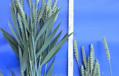 Moddus Start 0,3 l/ha + 0,5 l/ha CCC