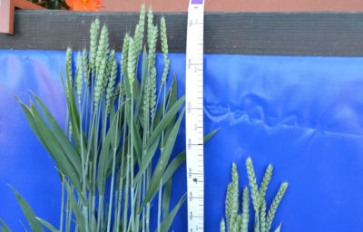 Zastosowano Moddus Start 0,3 l/ha