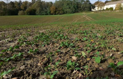 Stan plantacji z kolekcją odmian rzepaku ozimego po zabiegu Toprex 375 SC