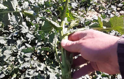 Syngenta - rzepak ozimy