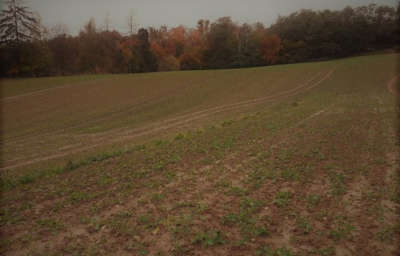 Rzepak Syngenta
