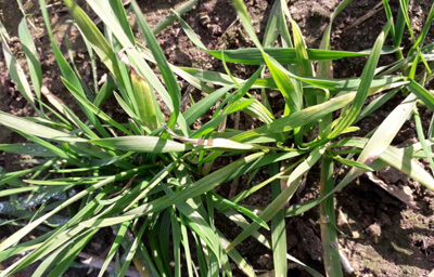 Stan plantacji pszenicy ozimej miesiąc po wykonaniu zabiegu