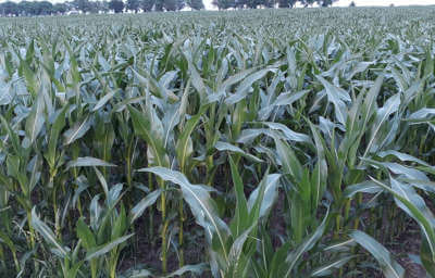 Ochrona Syngenta - Stan plantacji kukurydzy