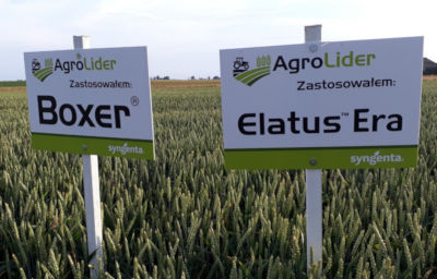 Na plantacji ozimej zastosowano ochronę Syngenta