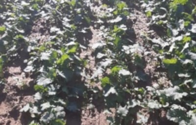 Stan plantacji z kolekcją odmian rzepaku ozimego