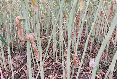 Toprex: 0,35 l/ha (wiosna) Treso: 0,75 kg/ha