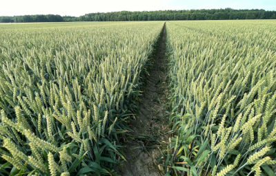 Stan plantacji pszenicy ozimej miesiąc od wykonania zabiegu