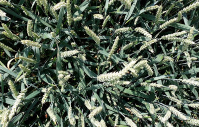 Plantacja pszenicy ozimej i zastosowanie ochrony Syngenta