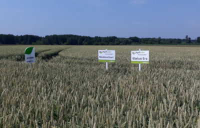 Na plantacji pszenicy ozimej zastosowano ochronę Syngenta