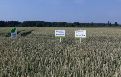 Zastosowanie technologii Syngenta
