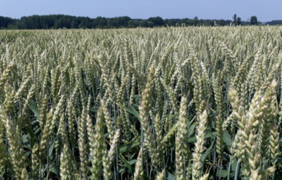 Ochrona Syngenta na plantacji pszenicy ozimej