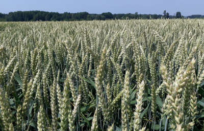 Zastosowana technologia Syngenta – Elatus Era