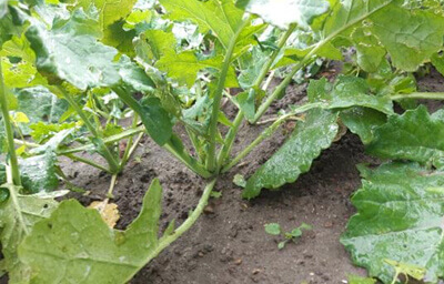 Stan plantacji z kolekcją odmian rzepaku ozimego