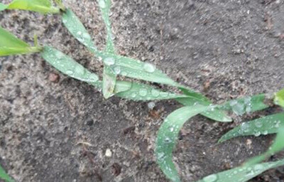 Stan plantacji SY Baracooda. Faza BBCH 13/21