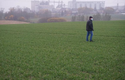 Lustracja poletek z pszenicą ozimą