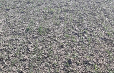Kolekcja odmian pszenicy ozimej Syngenta