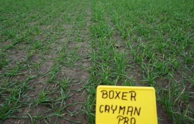 Boxer + Cayman Pro - zabieg w pszenicy ozimej