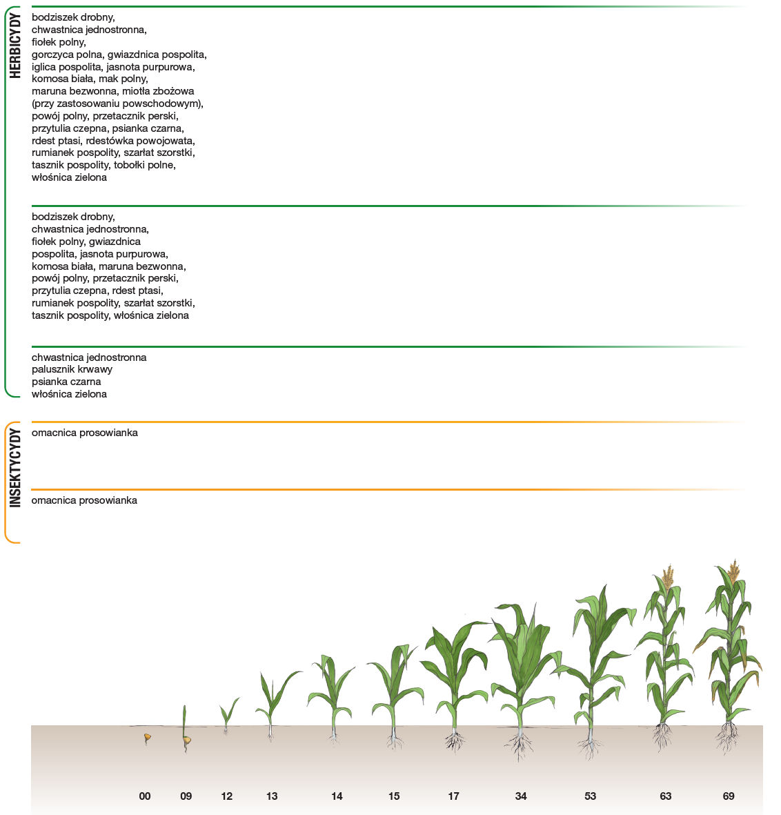 Program ochrony kukurydzy cukrowej 2023