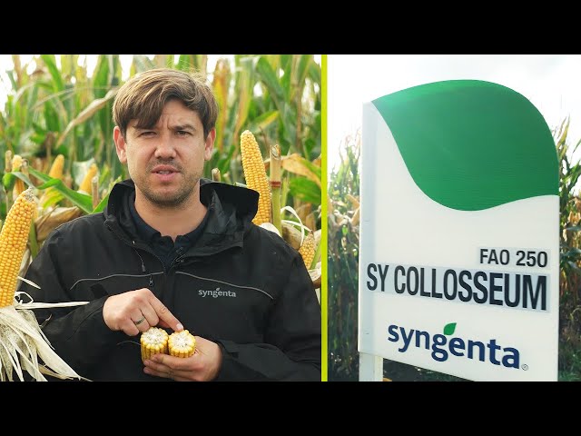 Kukurydza na zielonkę – SY Colloseum