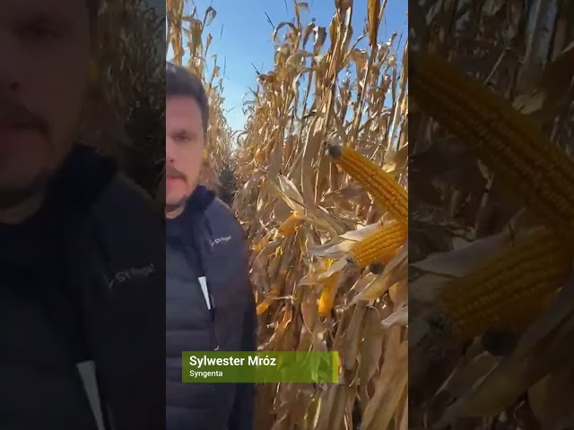 Wyniki plonowania odmian kukurydzy SY HELENOR