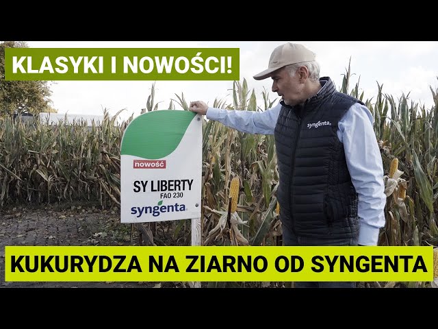 Odmiany kukurydzy na ziarno SYNGENTA - WINNA GÓRA