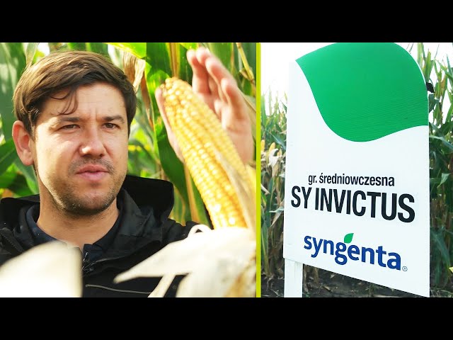 Kukurydza na ziarno na słabe gleby – SY Invictus