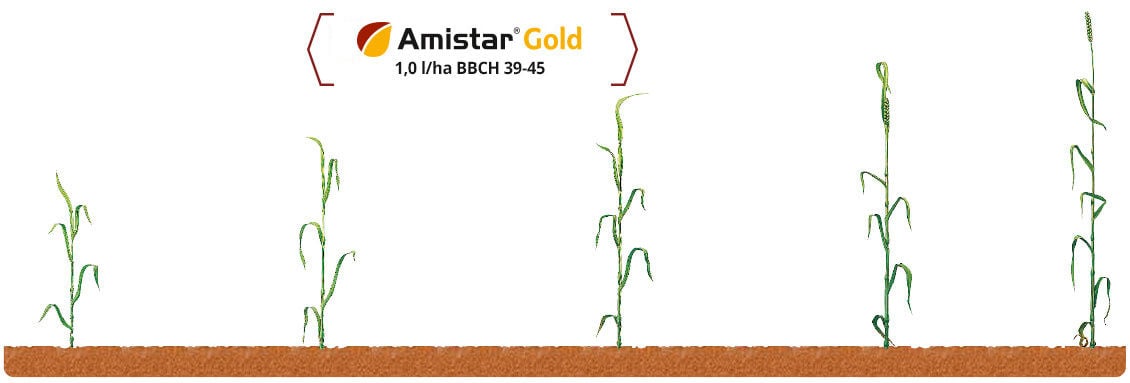 Amistar® Gold - termin