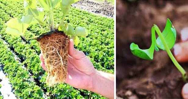 RADIFARM - przezwycięża stres posttransplantacyjny
