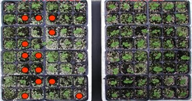 RADIFARM - stres posttransplantacyjny