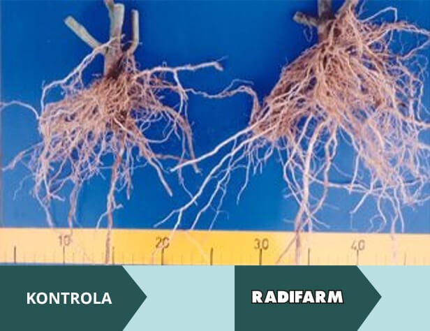 RADIFARM - rozwój systemu korzeniowego