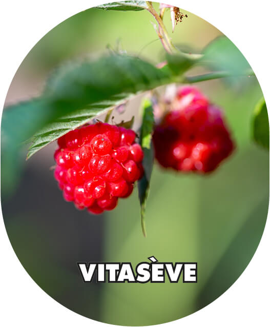 VITASÈVE - zalety
