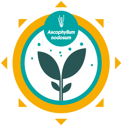 MC Cream - Ascophyllum nodosum