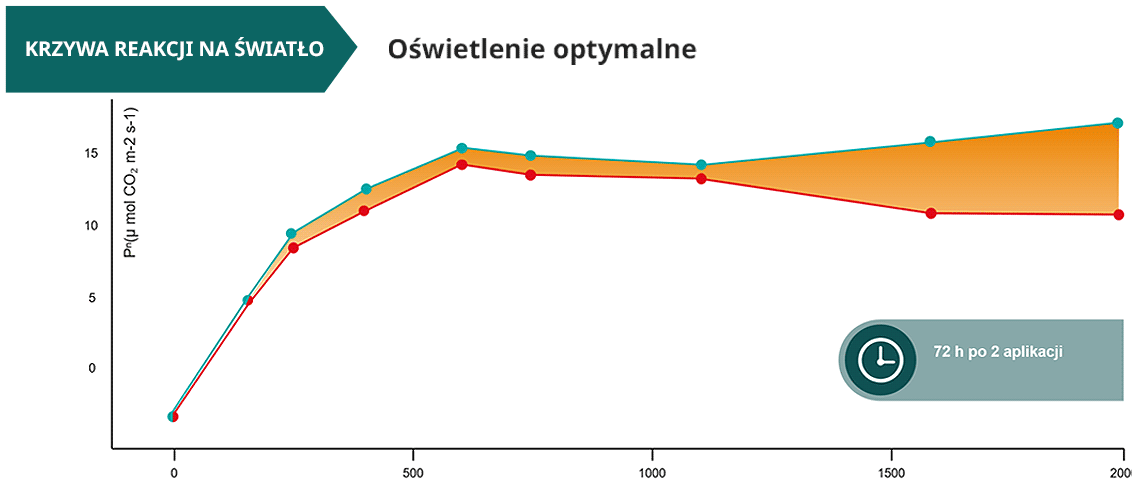 Wzrost roślin pomidora w optymalnych warunkach oświetlenia - pomiar 3
