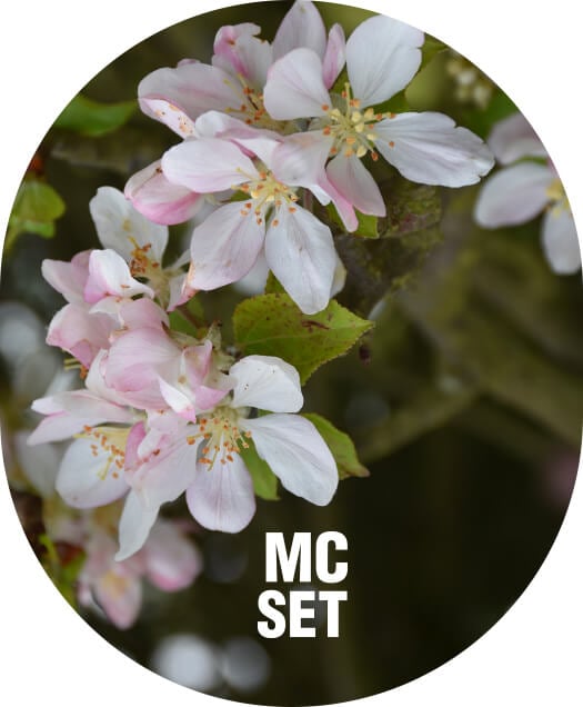 MC Set - Zalety stosowania