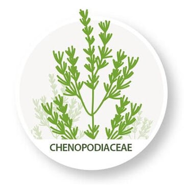 YieldON - CHENOPODIACEAE