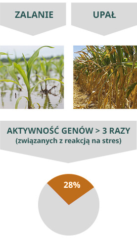 Megafol - Zalanie i Upał