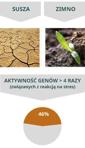 Megafol - Susza i Zimno