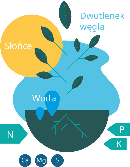 Master - Niezbędne składniki pokarmowe