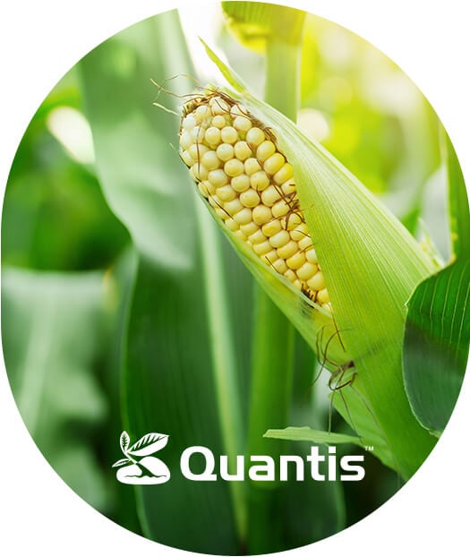 Quantis - Zalety stosowania