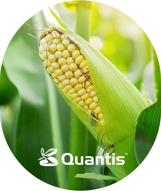 Quantis - Zalety stosowania