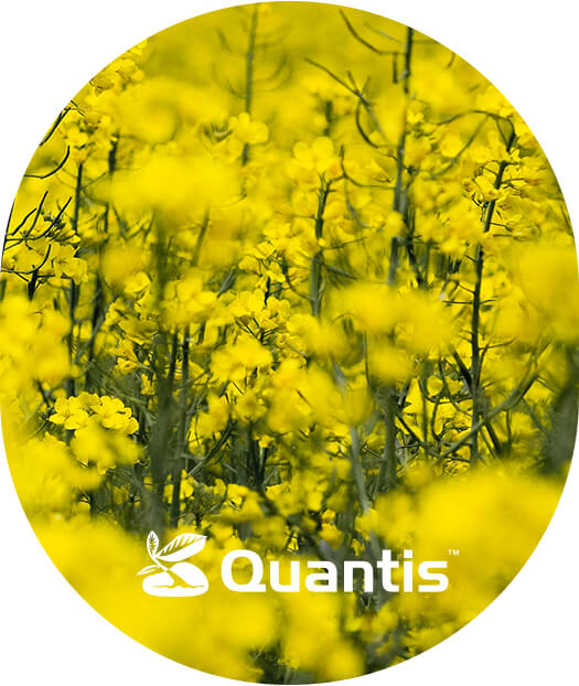 Quantis - Zalety stosowania