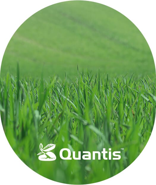 Quantis - Zalety stosowania