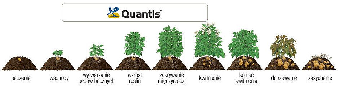 Quantis - Termin stosowania w ziemniakach