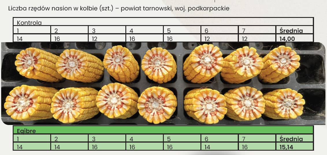 EQIBRE - Więcej rzędów nasion w kolbie